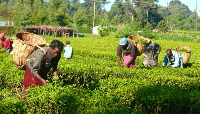 Nigeria, Germany, EU unveil €18.3m project to boost agriculture