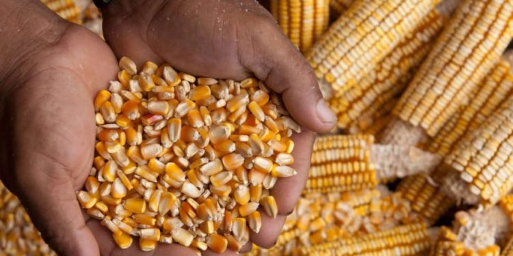 Oyo abandoned Botswana maize deal to avert farmers’ losses, says government