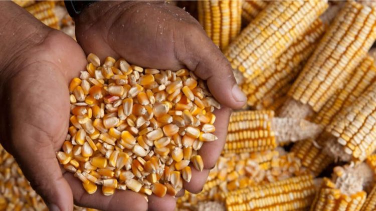 Oyo abandoned Botswana maize deal to avert farmers’ losses, says government