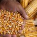 Oyo abandoned Botswana maize deal to avert farmers’ losses, says government